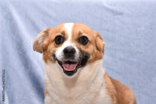 cheerful dog of small size on a blue background