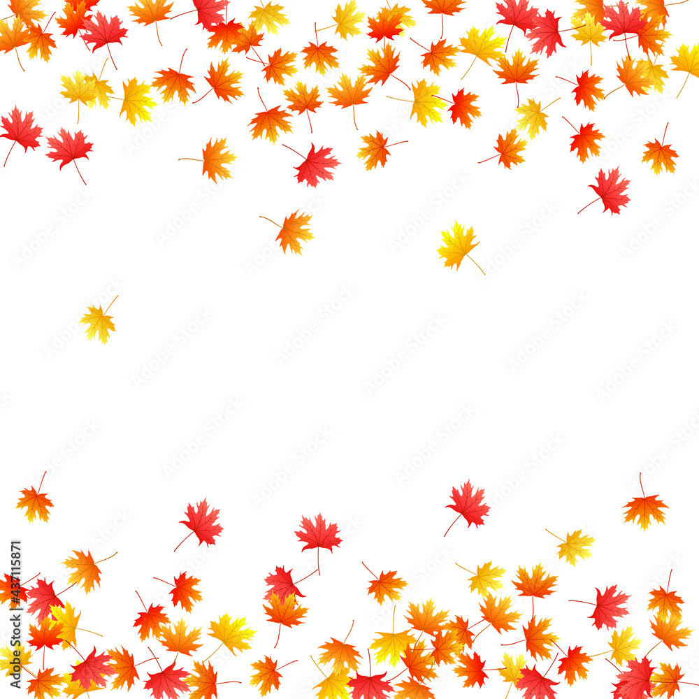 Maple leaves vector background, autumn foliage on white graphic design. Maple leaves vector background, autumn foliage on white graphic design.