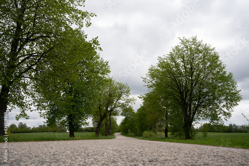 Asphalt road in the countryside where trees grow along the edge, which have just bloomed green leaves in spring