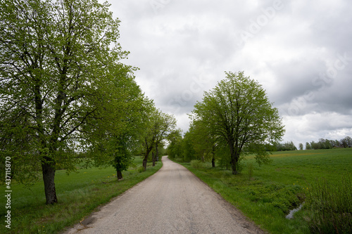 Asphalt road in the countryside where trees grow along the edge, which have just bloomed green leaves in spring