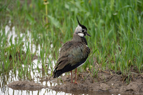 A bird stands on a meadow near a puddle