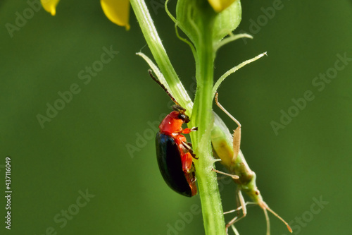 A macro image of an adult Shiny Flea Beetle Asphaera lustrans. Texas