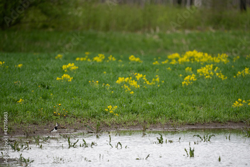 close-up of a meadow with green grass and perennial oilseed rape in some shoots blooming yellow flowers and a bird standing by the puddle