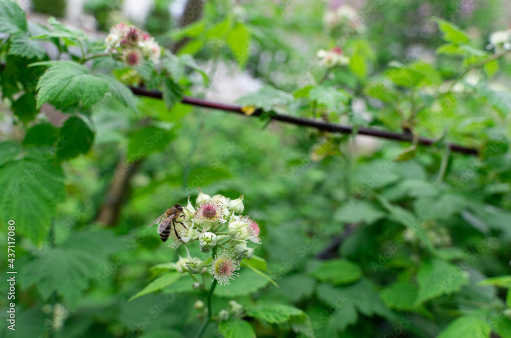 The bee collects pollen to make honey on raspberry flowers The bee collects pollen to make honey on raspberry flowers