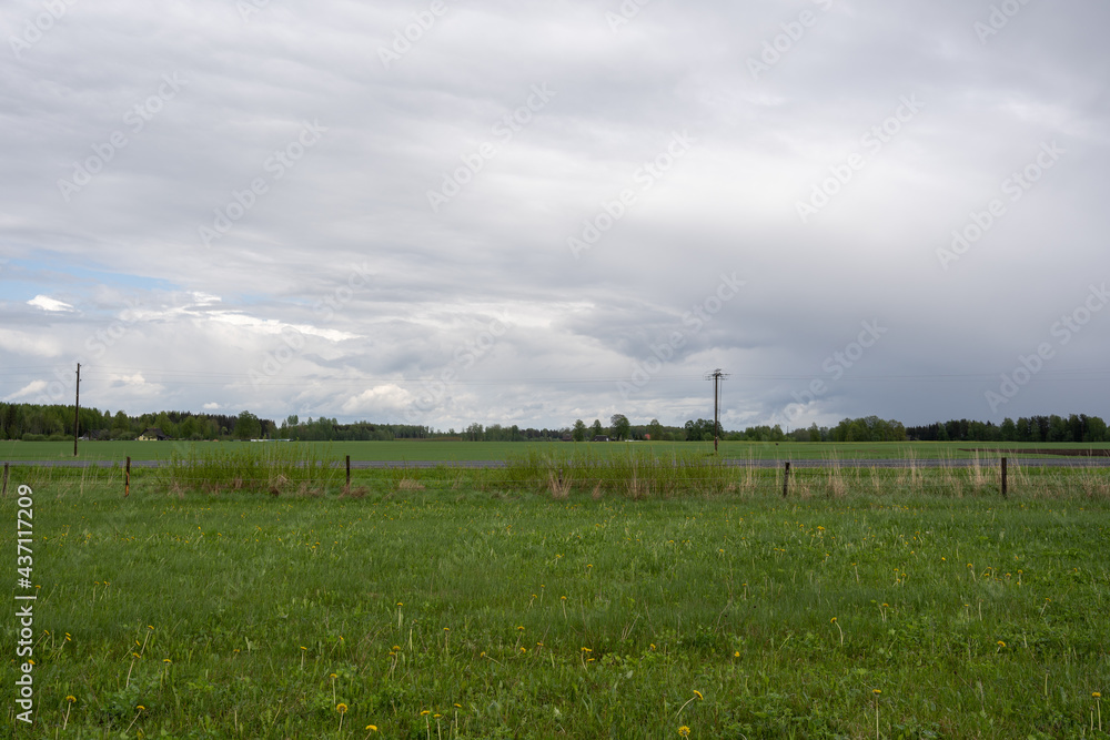 meadow in the countryside with green grass and flowering yellow dandelions where electricity poles and a fence can be seen in the distance