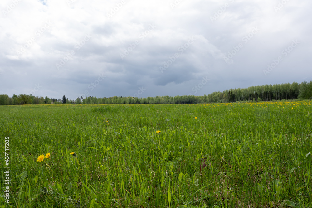 yellow dandelions in a green lava on a rainy spring day yellow dandelions in a green lava on a rainy spring day