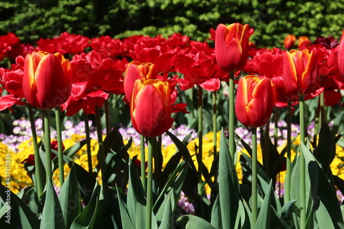 Flowers  red tulips in full bloom in the spring garden. Natural floral background. Tulipa - genus of  spring-blooming perennial herbaceous bulbiferous geophytes. Flower background 