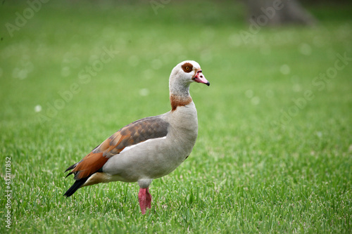 goose on the meadow