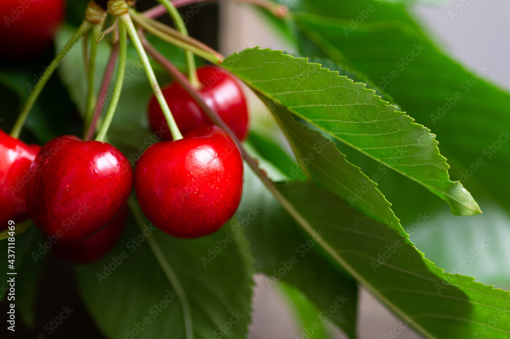 Close up fresh ripe red cherry branch, summer fruit concept Close up fresh ripe red cherry branch, summer fruit concept