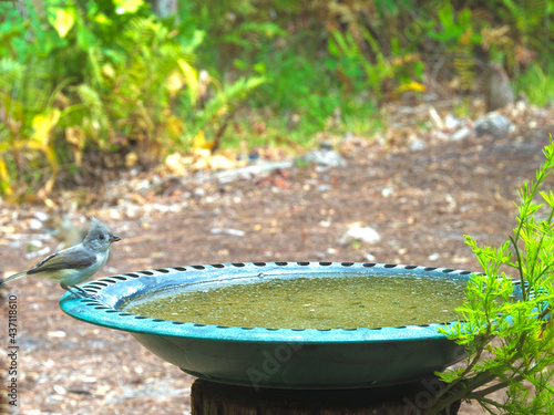 HDR TIUFTED TITMOUSE