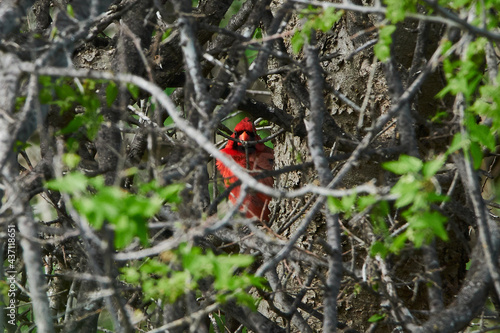 Northern Cardinal on with Green Branches Pine