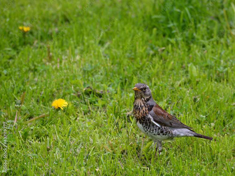 Fototapeta premium Thrush bird on green spring grass with yellow dandelions 