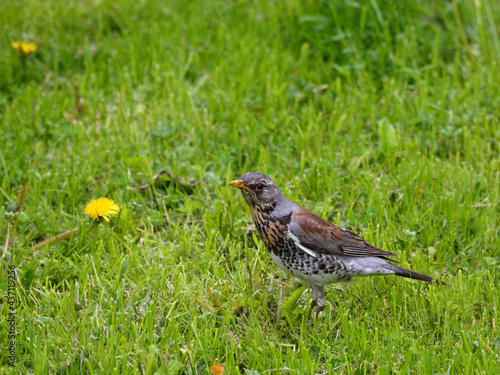 Thrush bird on green spring grass with yellow dandelions 