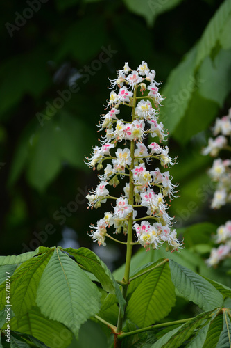 Blooming chestnut tree with pink and white flowers 
