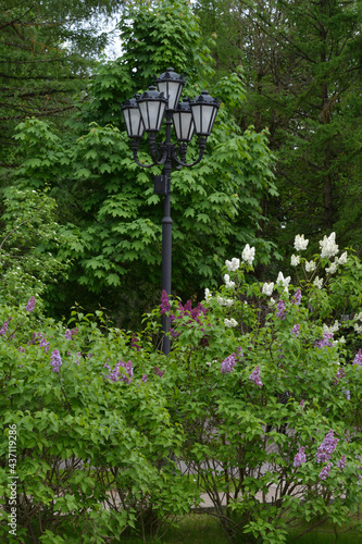 Blooming branches of lilacs with purple and white flowers on the background of trees and a lantern in the park 