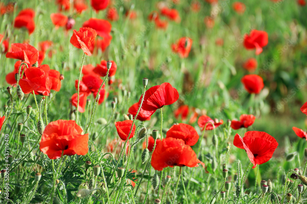 Beautiful red poppies field in springtime landscape Beautiful red poppies field in springtime landscape