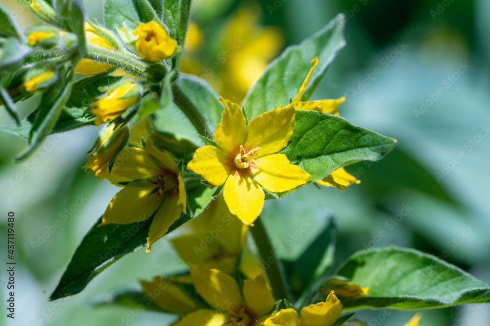 Yellow Loosestrife flower close up with a green leafy background Yellow Loosestrife flower close up with a green leafy background