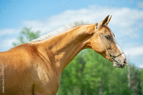  portait of beautiful golden - creamello purebred Akhalteke mare posing in field. Russia © anakondasp
