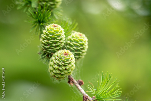 Soft focus  little green pine cones growing on a branch. 