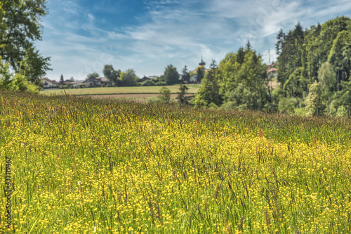 Summer flower meadow with a rural landscape in the background