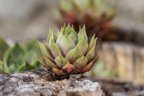 Close-up of a sempervivum in a garden