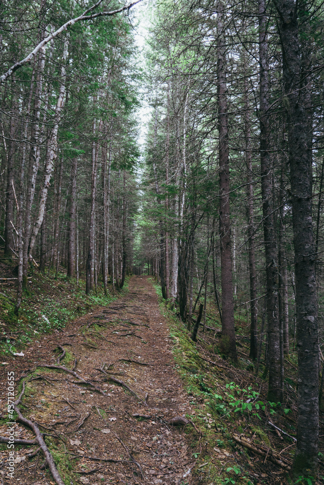 Portion of the appalachian trail in the forest of the province of Quebec, section leading to the Chute A Picot, a waterfall Portion of the appalachian trail in the forest of the province of Quebec, section leading to the Chute A Picot, a waterfall
