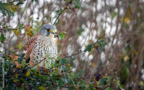 Kestrel sitting in bush