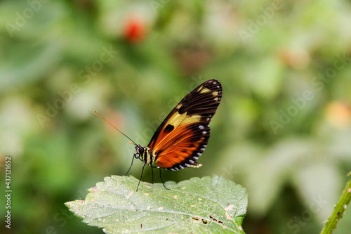 butterfly on a flower © Okto
