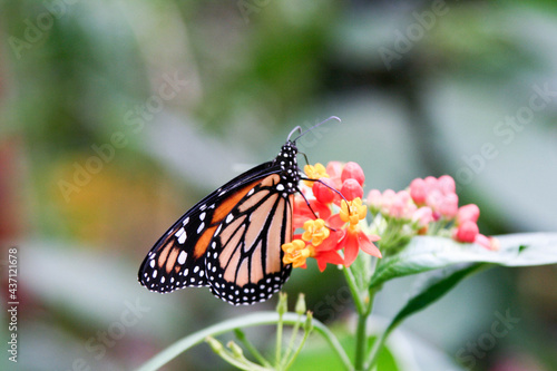 monarch butterfly on flower © Okto