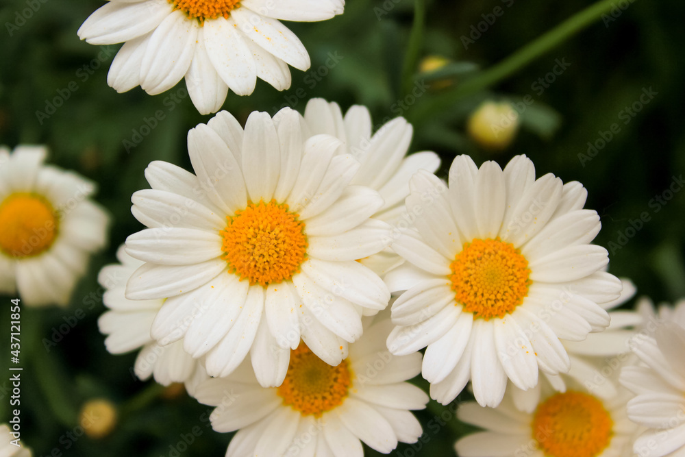 Obraz premium two little daisy flowers
