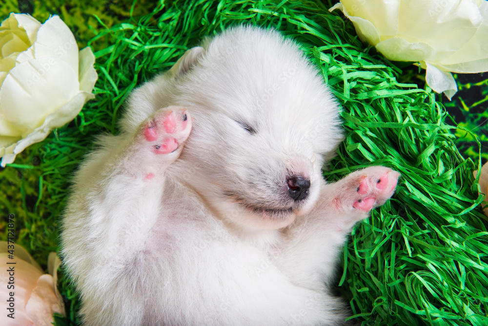 White small Samoyed puppy dog on green grass background White small Samoyed puppy dog on green grass background