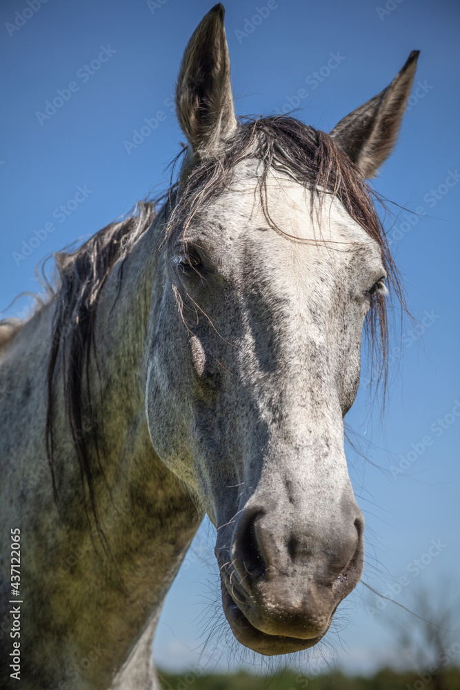 White horse portrait