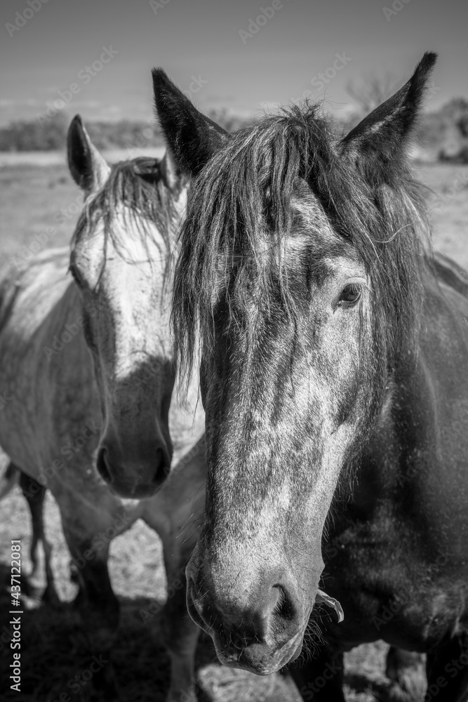 Two beautiful horses on the meadow