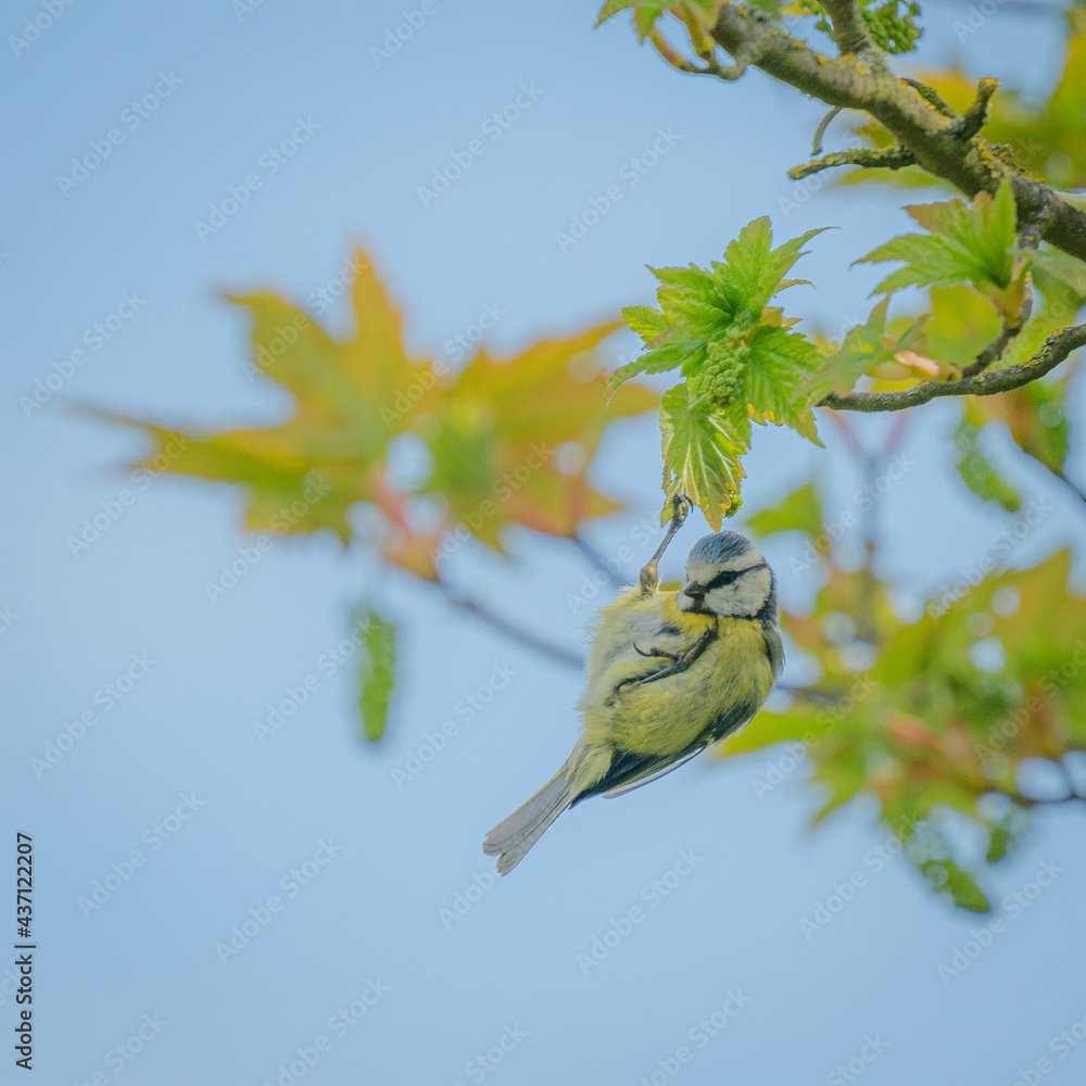 Fototapeta premium Blue tit foraging in tree