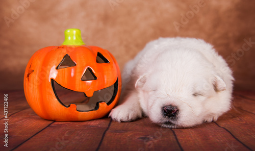 White Samoyed dog with halloween pumpkin on brown