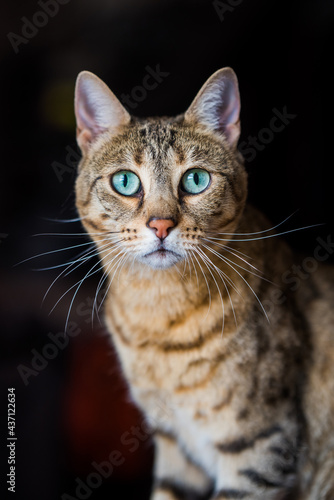 Portrait of a bengal cat with amazing green eyes, close up © zanna_