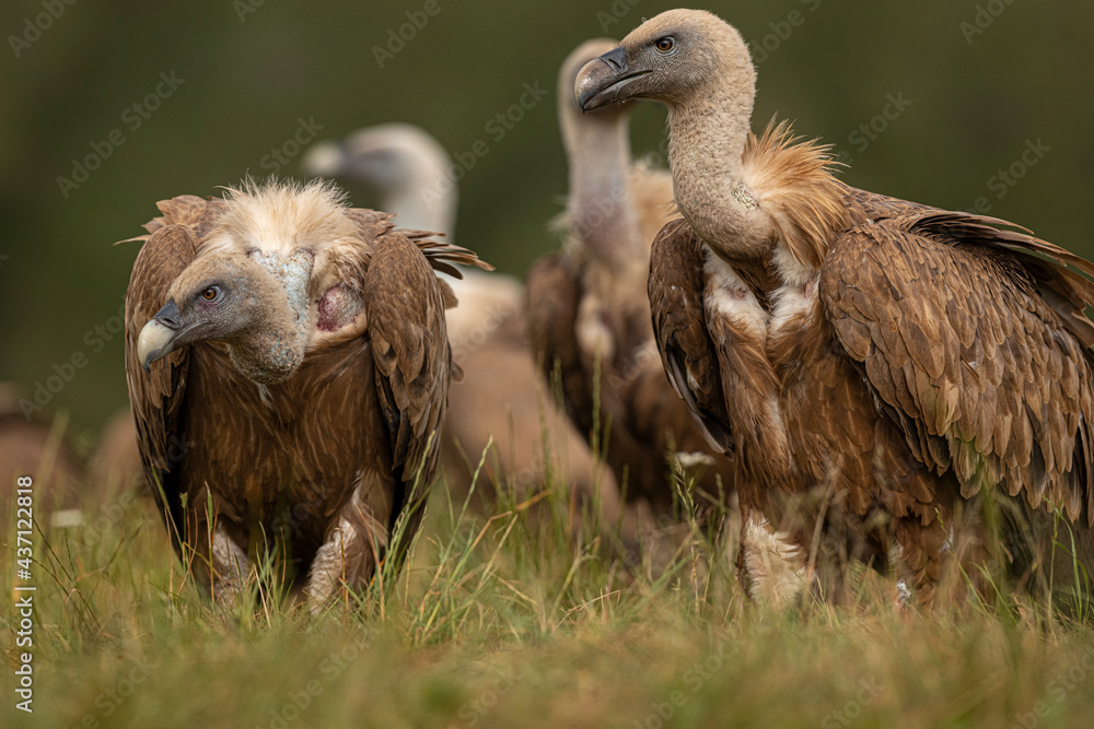 Griffon Vulture (Gyps fulvus) portrait, Castile and Leon, Spain. Griffon Vulture (Gyps fulvus) portrait, Castile and Leon, Spain.