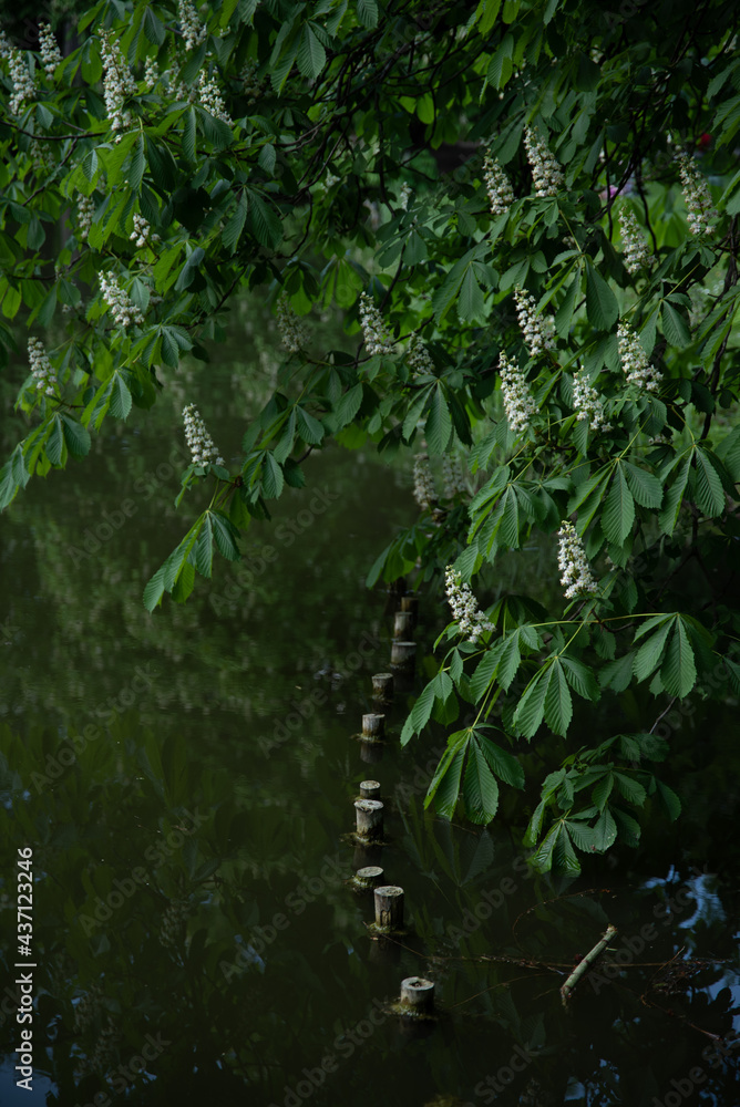 Naklejka premium Green leaf nature background, green natural wall pattern