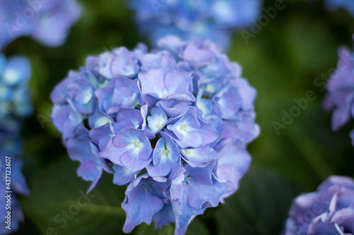 close up of a blue hydrangea