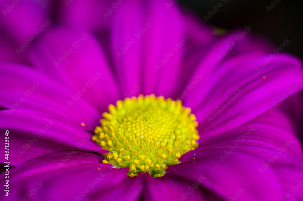 Beautiful bright purple and yellow chrysanthemum flowers, selective focus, macro Beautiful bright purple and yellow chrysanthemum flowers, selective focus, macro