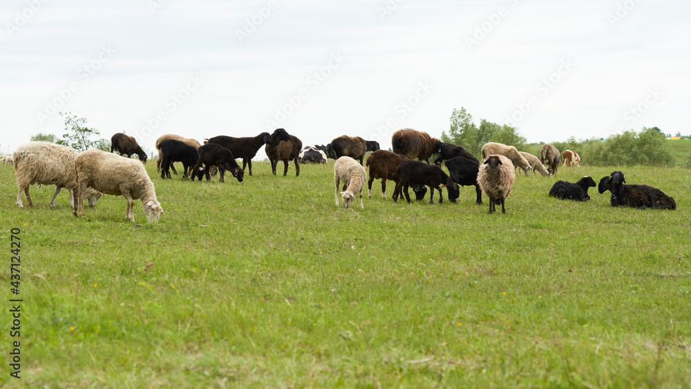 Rural landscape. A flock of sheep in a summer pasture.
