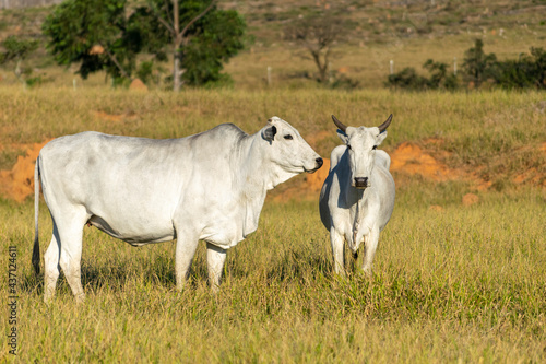 Fototapeta Naklejka Na Ścianę i Meble -  white Nelore cattle in the pasture