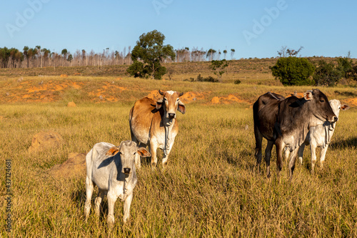 herd Nelore cattle in the pasture © Leonidas
