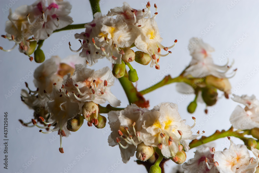 Close-up twig of chestnut white flowers on gray background Close-up twig of chestnut white flowers on gray background