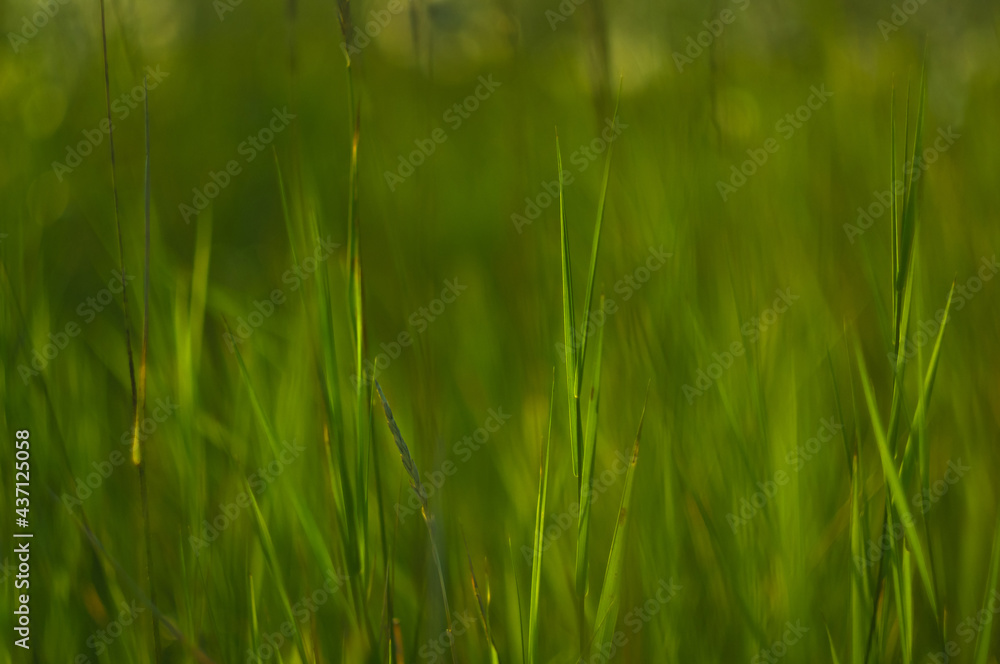 Wild plants and flowers close-up, early spring on a warm sunny day, bright beautiful background, selected soft focus Wild plants and flowers close-up, early spring on a warm sunny day, bright beautiful background, selected soft focus