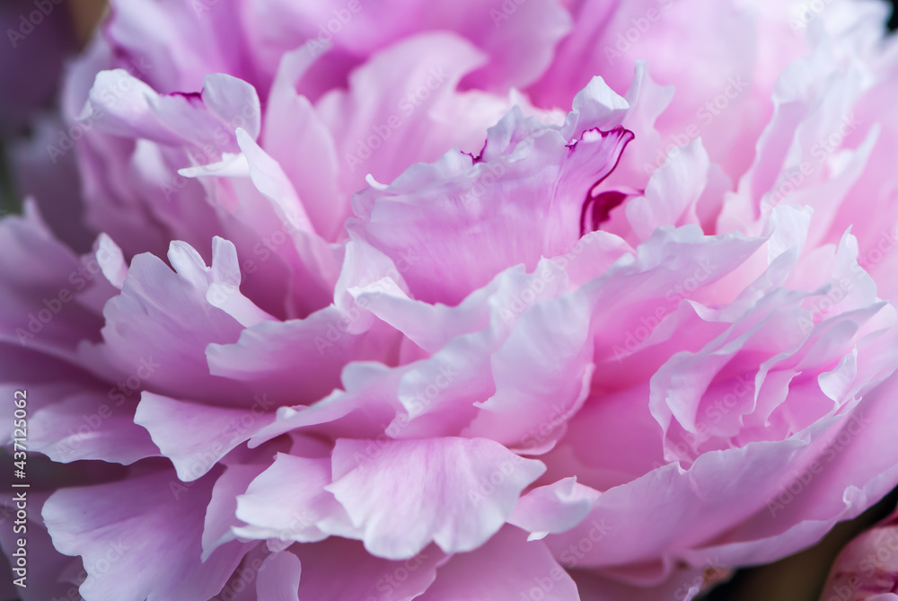 Close-up pink peony petals in spring