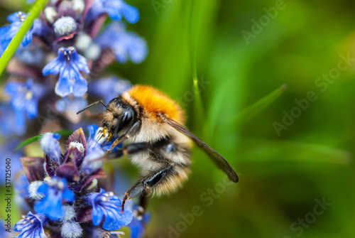 Close-up striped orange bumblebee on blue bugle flower
