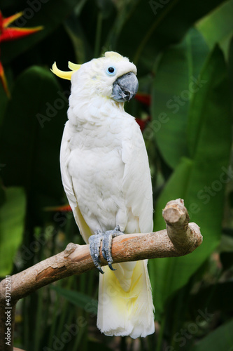 A white happy parrot with a yellow crest sits on a branch in Bali's garden