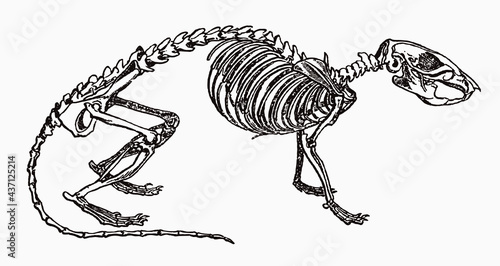 Brown rat rattus norvegicus skeleton in profile view, after antique engraving from the 19th century