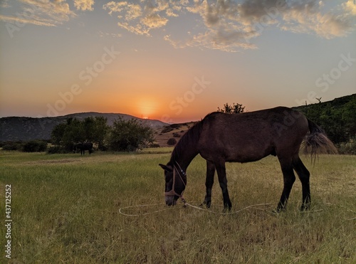 horse at sunset © georgios